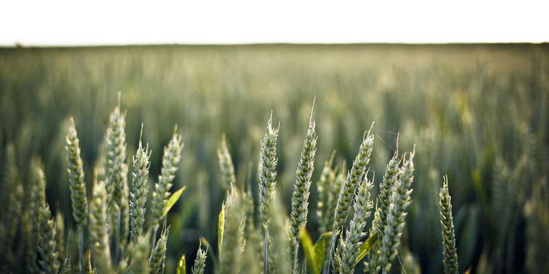 港哥山52：一站式食品批发新地标，解锁零食采购新体验