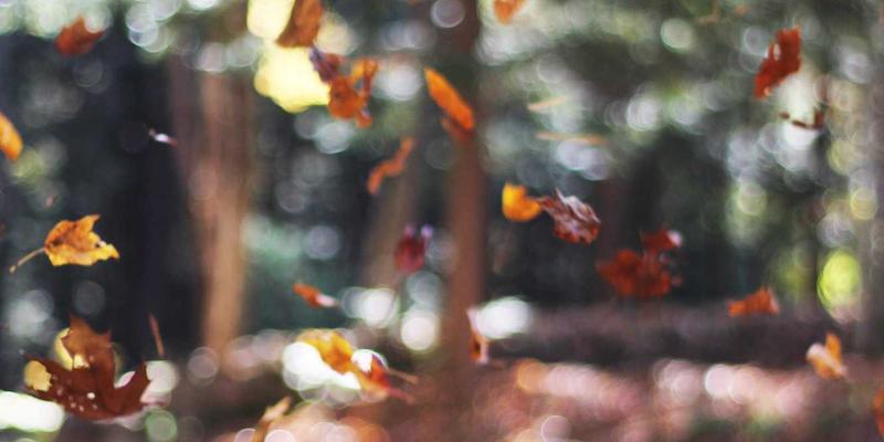 港哥山地质构造解析与远古化石发现之旅：从地质层理到现代食品批发供应链的启示