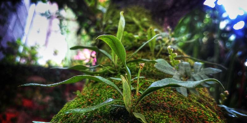 港哥山珍稀动植物观察指南：从自然秘境到调味品零食批发的生态启示